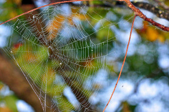 Картинка природа макро роса фон паутина утро