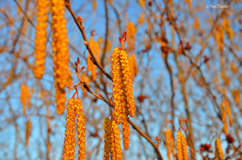 Картинка природа макро серёжки ветки