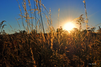 Картинка природа восходы закаты солнце трава небо