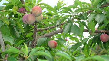 Картинка природа плоды листья ветки