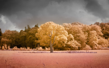 Картинка природа лес цвет дерево поле