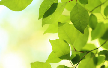 Картинка природа листья ветки