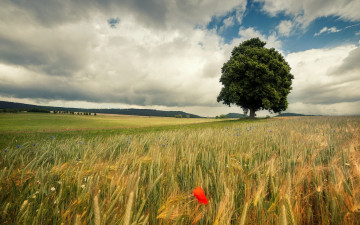 Картинка природа поля мак дерево поле