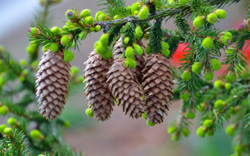 Картинка природа шишки +жёлуди +каштаны макро иголки ветка