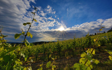 Картинка природа восходы закаты плантации поле лучи солнца облака небо кусты зелень