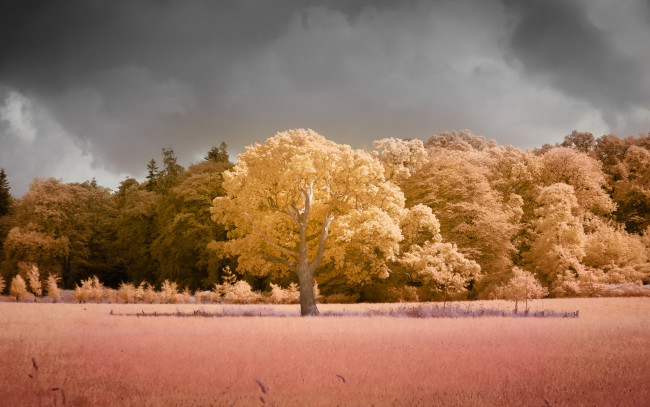 Обои картинки фото природа, лес, цвет, дерево, поле