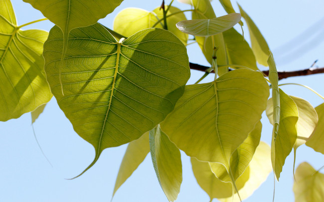 Обои картинки фото природа, листья, ветка, лето, лучи