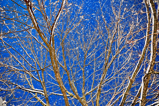 Обои картинки фото природа, деревья, небо, ветки, вечер