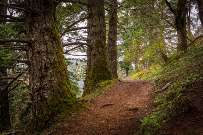 Обои картинки фото природа, дороги, тропинка, лес