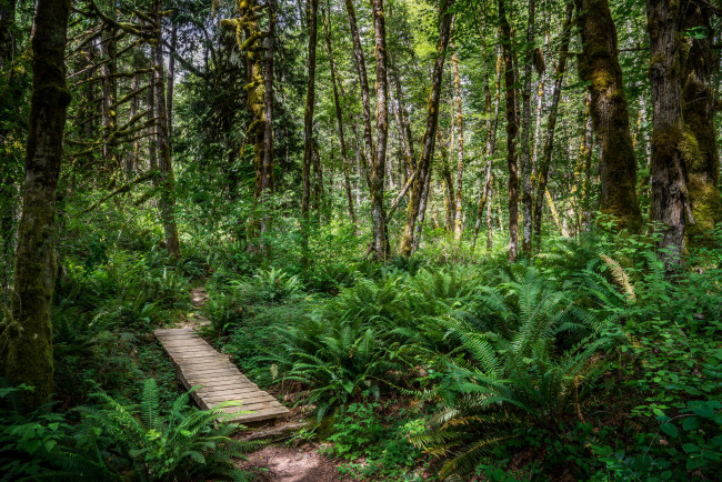 Обои картинки фото природа, дороги, тропинка, лес