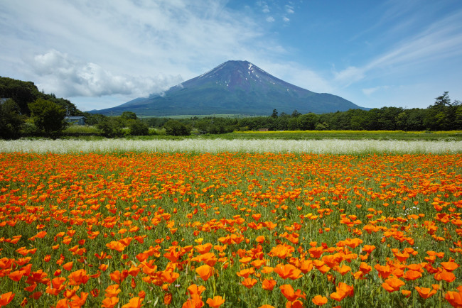Обои картинки фото природа, луга, гора, оранжевые, луг, эшшольция, цветы, небо