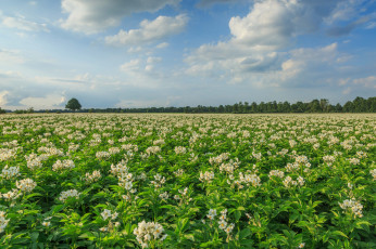 Картинка природа поля простор