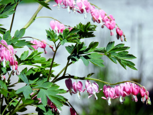 Картинка цветы дицентра+ разбитое+сердце розовый