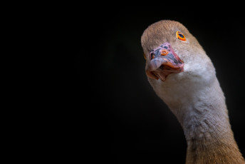 Картинка животные утки фон утка птица