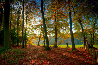 Картинка природа лес простор