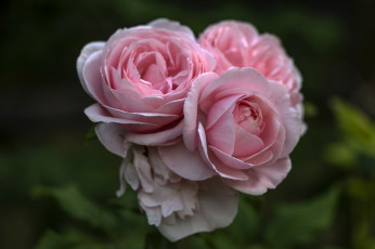 Картинка цветы розы бутон лепестки