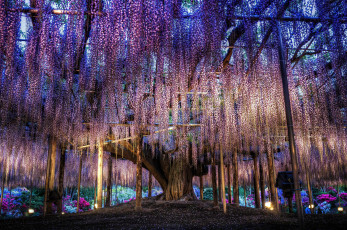 Картинка цветы глициния дерево