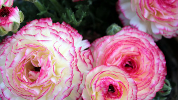 Картинка цветы ранункулюс+ азиатский+лютик макро