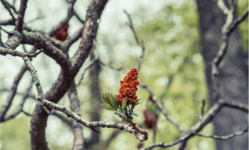 Картинка цветы цветущие+деревья+ +кустарники ветки цветение дерево