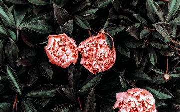 Картинка цветы пионы бутоны