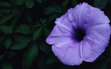 Картинка цветы вьюнки +ипомеи макро