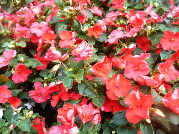 Обои картинки фото цветы, бальзамины