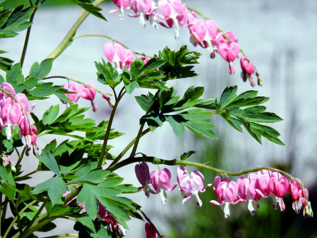 Обои картинки фото цветы, дицентра , разбитое сердце, розовый