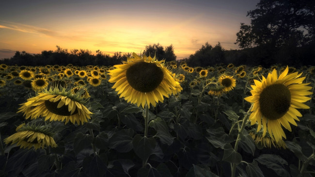 Обои картинки фото цветы, подсолнухи, поле