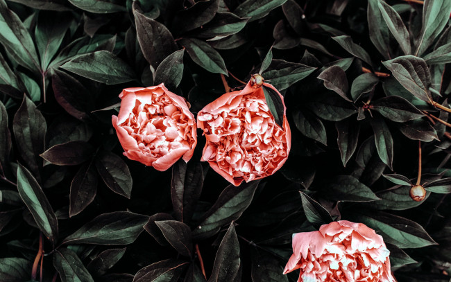 Обои картинки фото цветы, пионы, бутоны