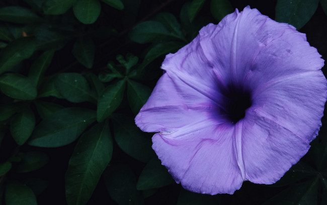 Обои картинки фото цветы, вьюнки,  ипомеи, макро