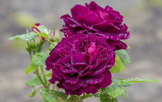 Обои картинки фото цветы, розы, лепестки, бутон