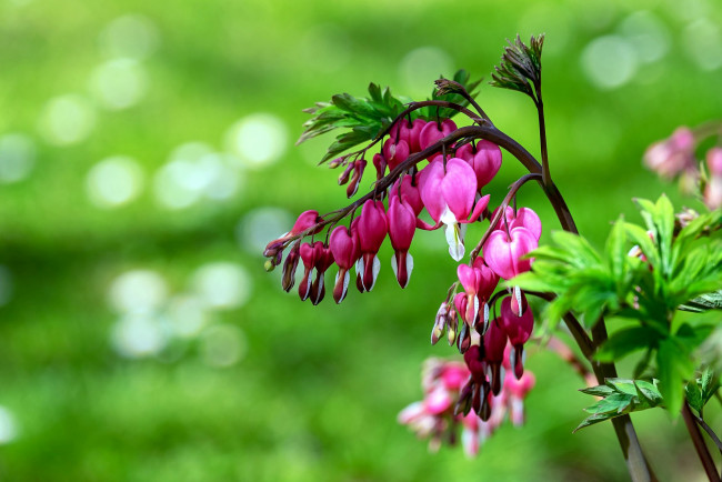 Обои картинки фото цветы, дицентра , разбитое сердце, розовый