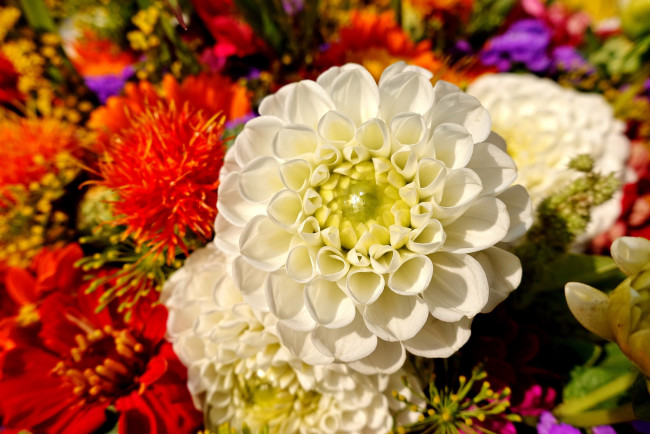 Обои картинки фото цветы, хризантемы, белый, цветок