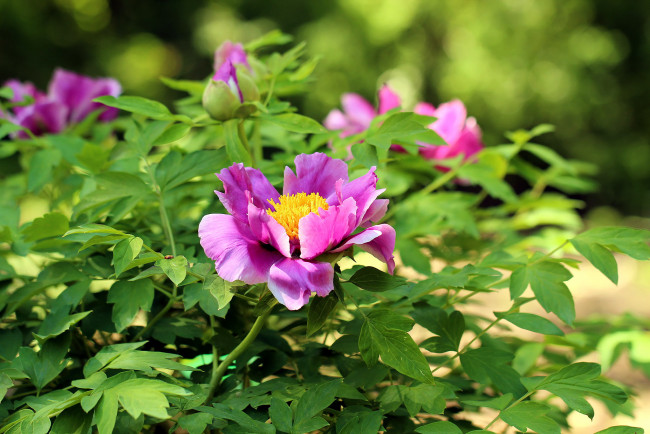 Обои картинки фото цветы, пионы, древовидный