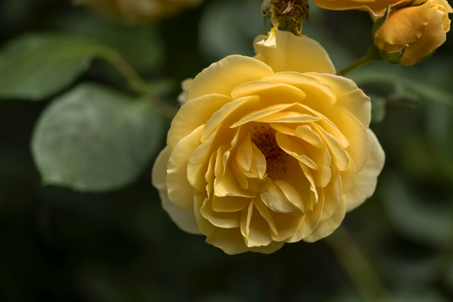 Обои картинки фото цветы, розы, лепестки, бутон