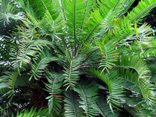 Картинка природа листья зеленые куст