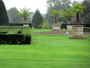 Картинка природа парк пальмы