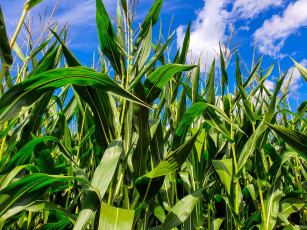 Картинка природа поля кукуруза