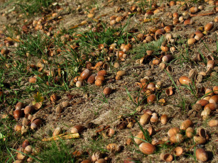 Картинка природа шишки +жёлуди +каштаны желуди