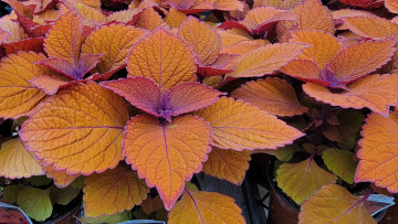 Картинка цветы колеусы +каладиумы оранжевый колеус