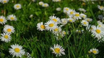 обоя цветы, маргаритки, белые, трава