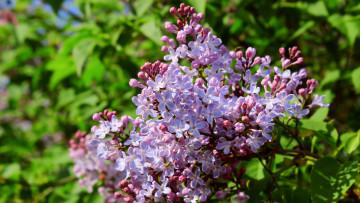 Картинка цветы сирень ветка