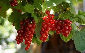 Картинка природа ягоды смородина красная