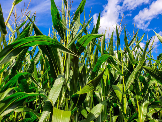 Обои картинки фото природа, поля, кукуруза