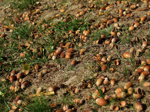 Обои картинки фото природа, шишки,  жёлуди,  каштаны, желуди
