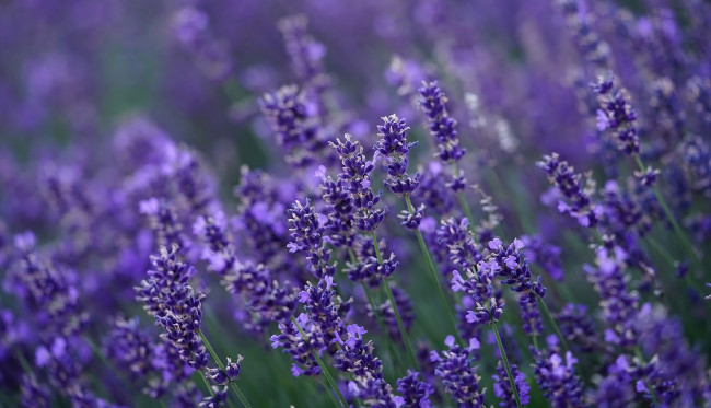 Обои картинки фото цветы, лаванда, лиловая