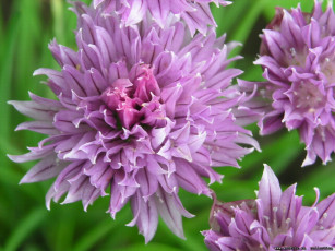 обоя цветы, луговые, полевые