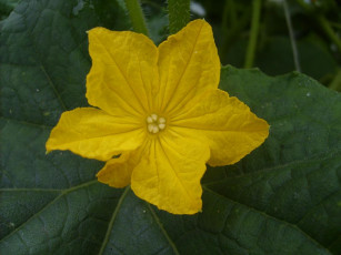 Картинка цветок кабачка цветы