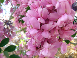 Картинка цветы акация