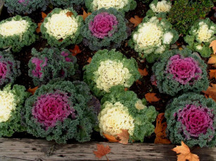 Картинка цветы декоративная капуста